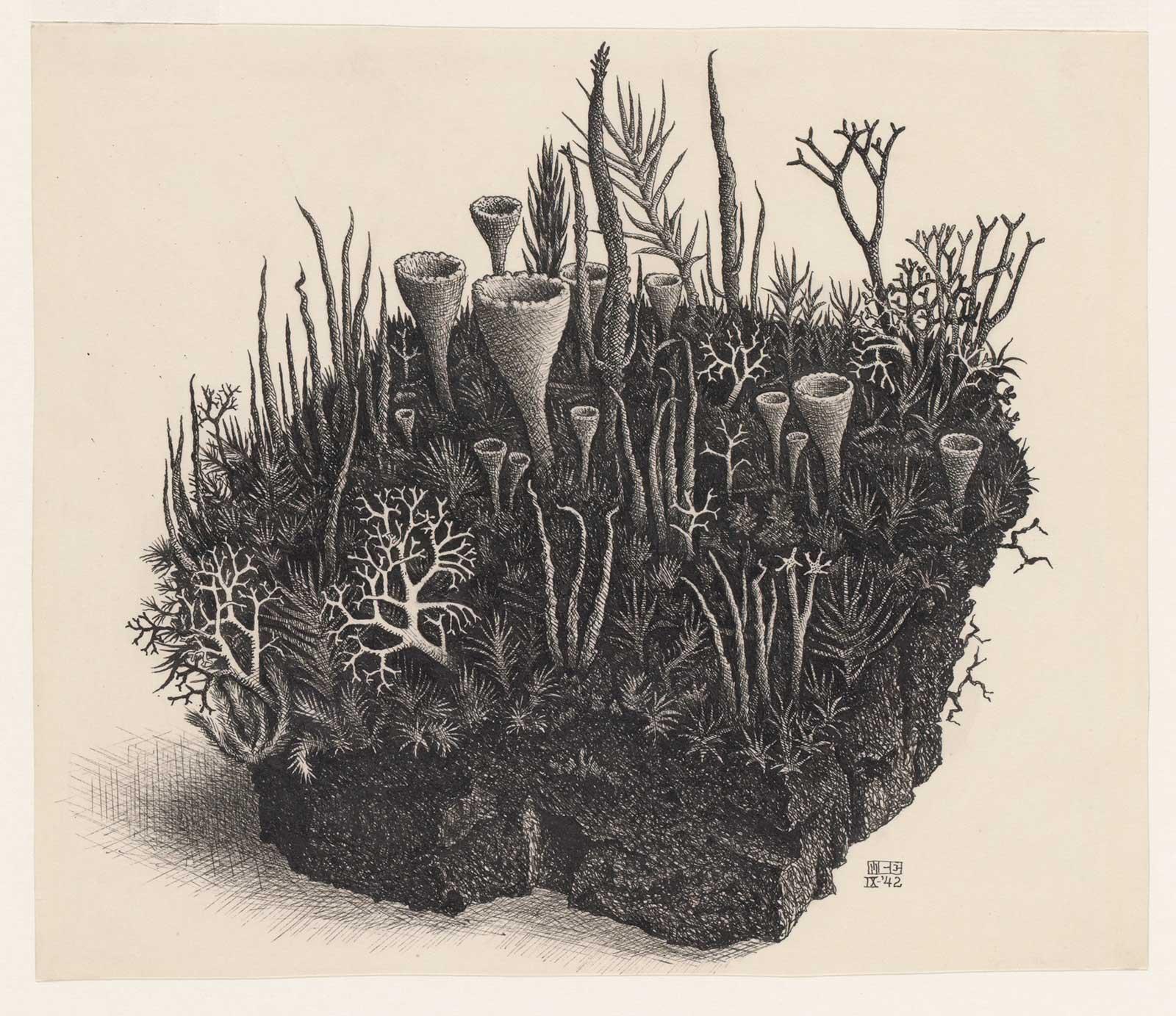 M.C. Escher, Mossen (studie behorend bij Waterval), inkt op papier, september 1942