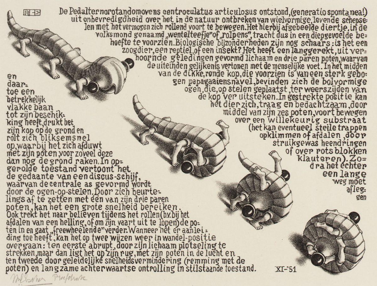 M.C. Escher, Curl-up, lithograph, November 1951