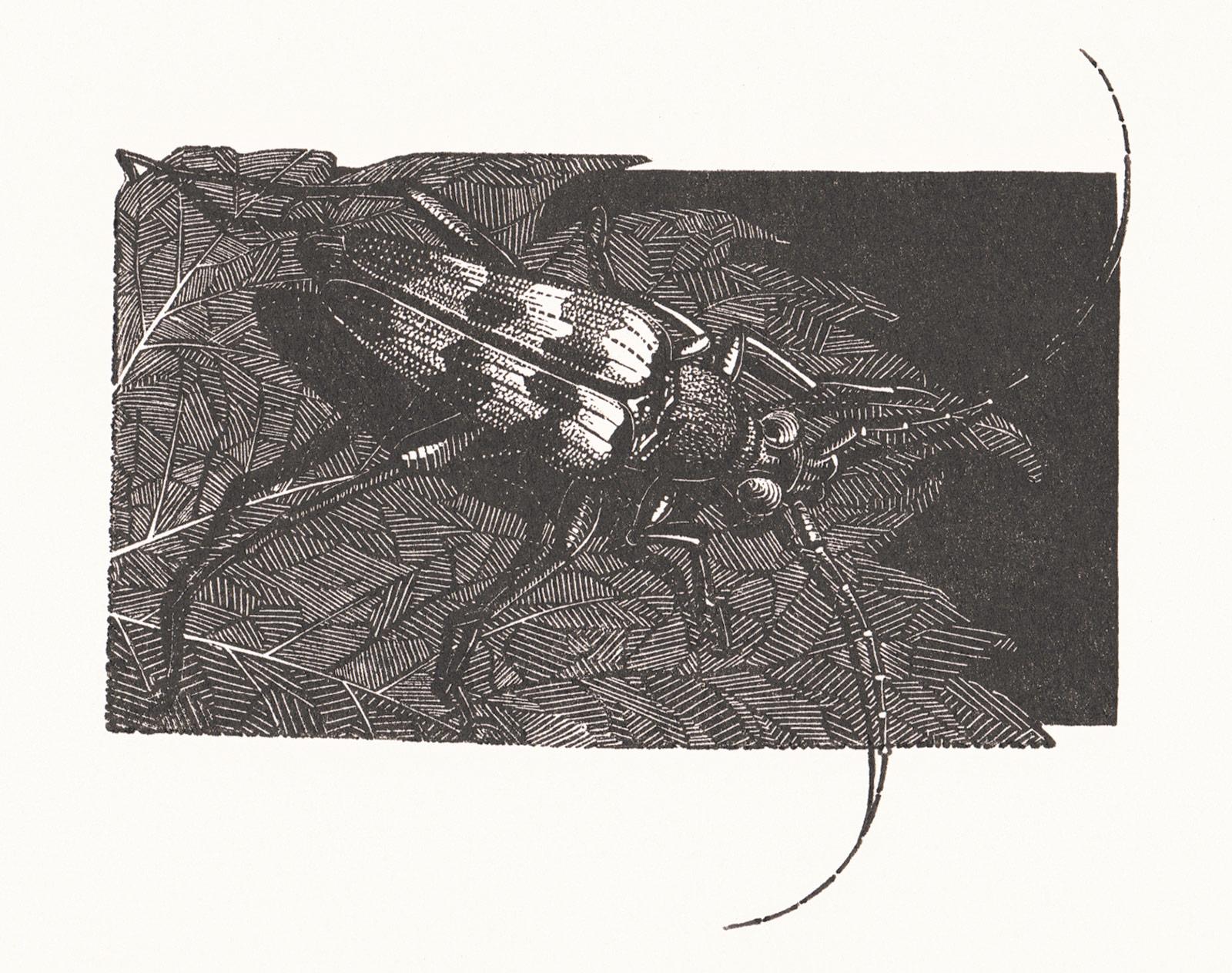 <p>Anne Desmet, Beetle, wood engraving, 2020</p>