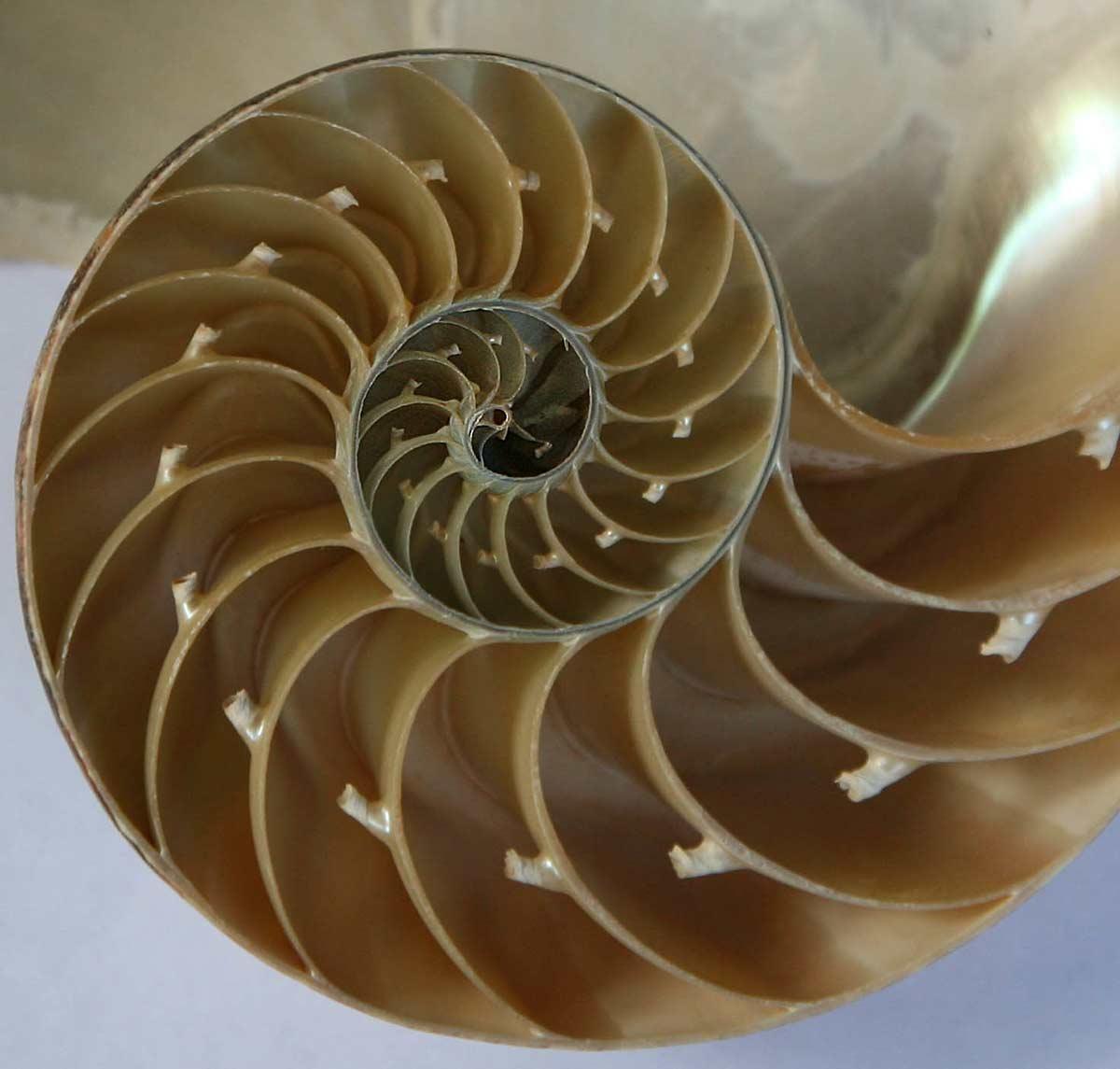 Nautilus Schelp. Foto: Jitze Couperus, CC BY 2.0